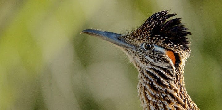 From roadrunners to snipes, these animal species are native to Utah