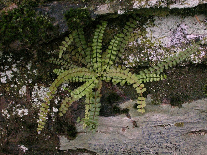 It loves the shade, and likes to creep along quietly on damp rocky places, often below overhanging ledges and boulders.