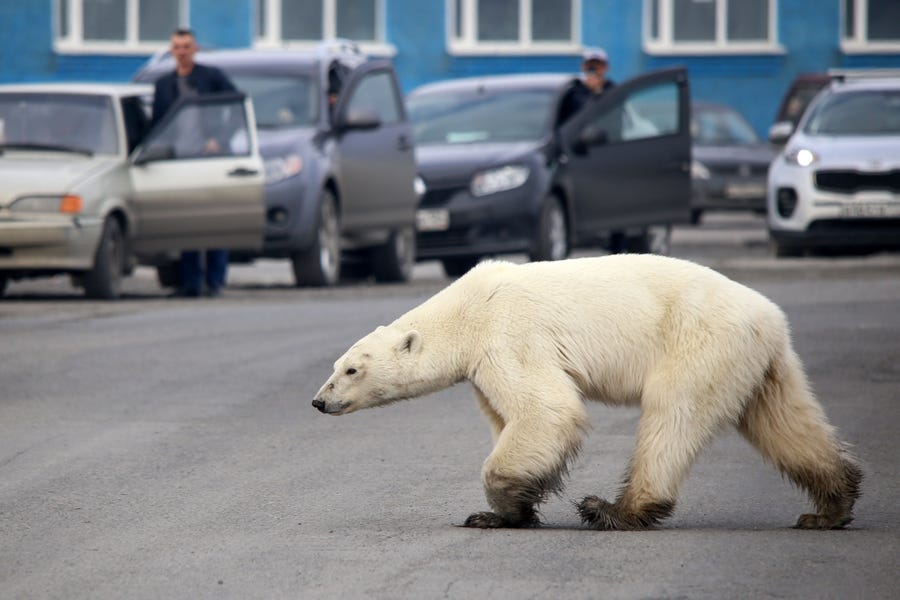 A stray polar bear walks on a road on the outskirts of the Russian industrial city of Norilsk on June 17, 2019.