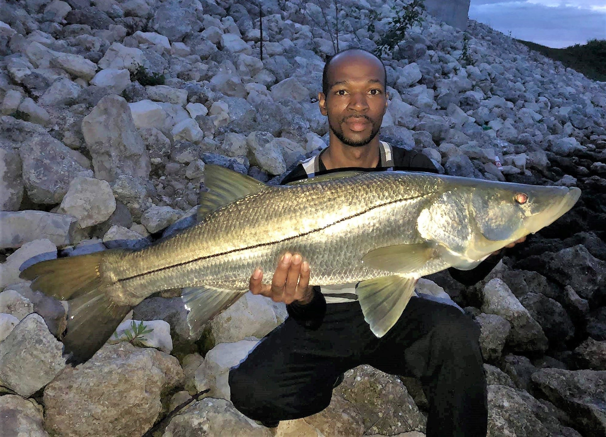 download the new for ios Old Snook download the new for ios Old Snook