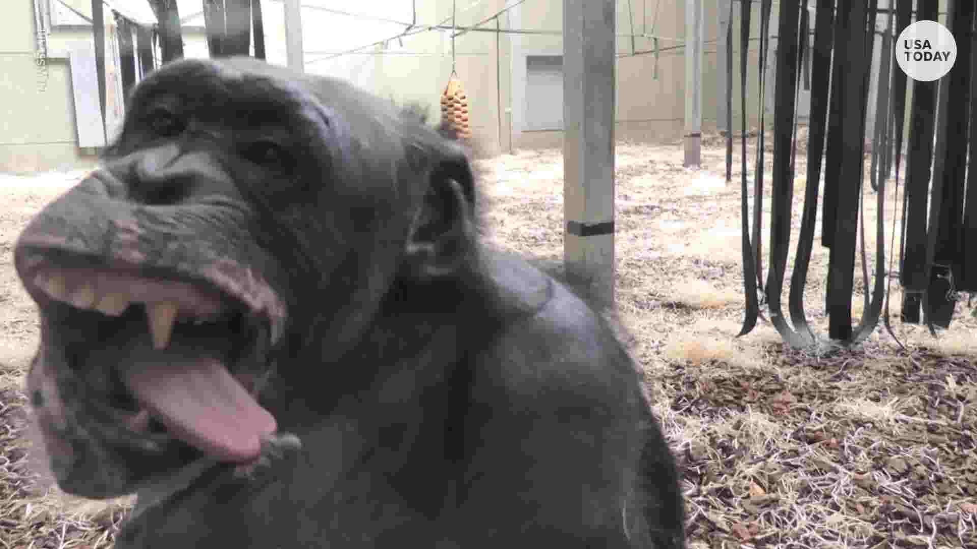 Chimp can't help but check herself out making faces in reflection