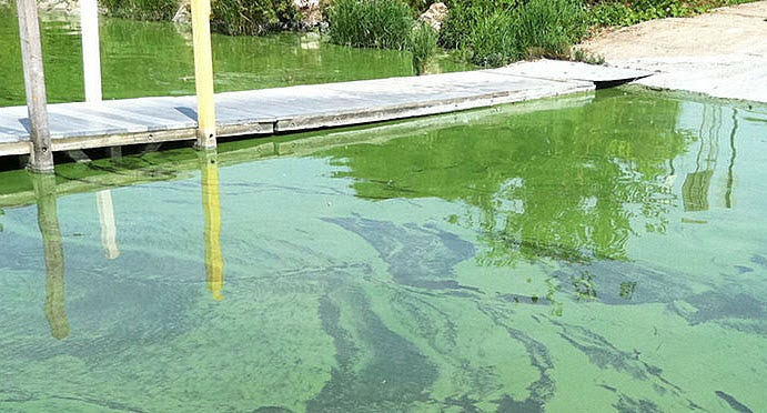 Apakah rencana Michigan untuk ganggang Danau Erie cukup untuk mencegah mekar yang berbahaya?