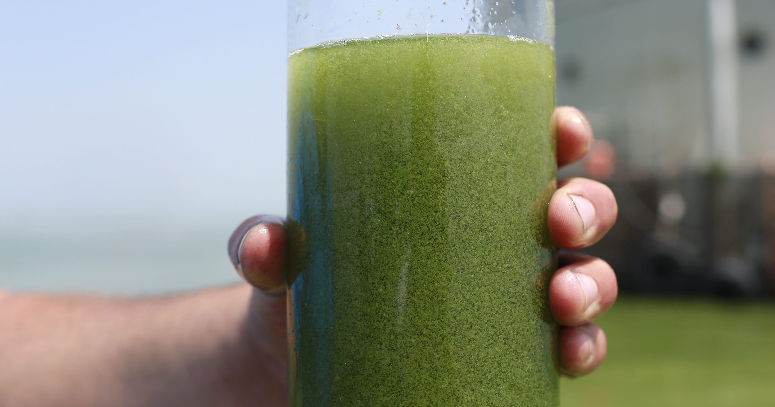 Scientists predict toxic algal bloom in western Lake Erie