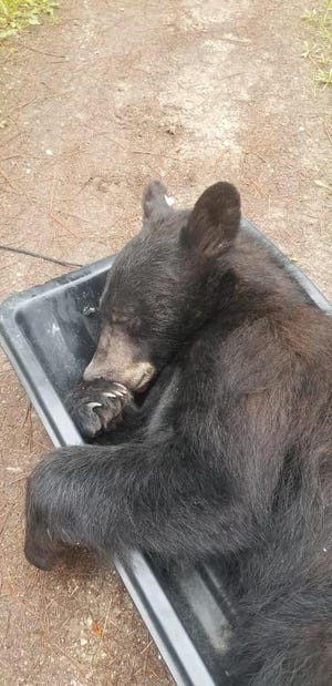A black bear entered a Missoula-area home Friday morning and reportedly took a nap on a closet shelf. The bear was tranquilized by FWP and relocated.