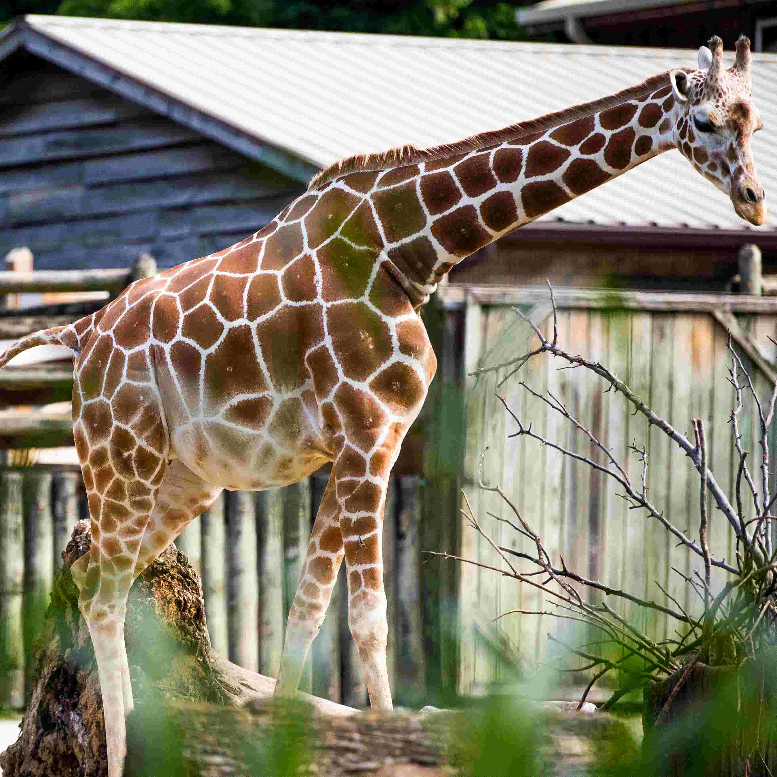 Zoo Knoxville Giraffe Frances Is Pregnant