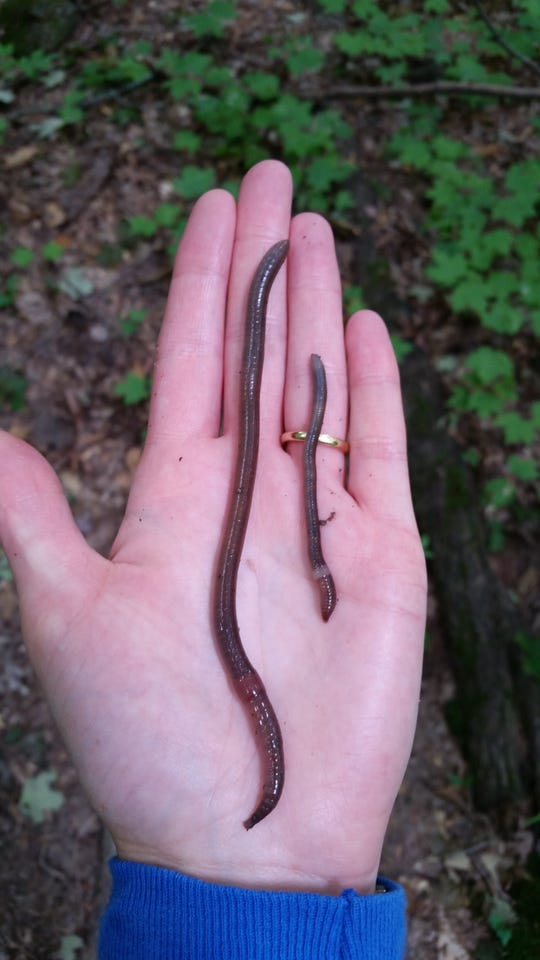 Jumping worms in Wisconsin How to get rid of invasive Asian cocoons