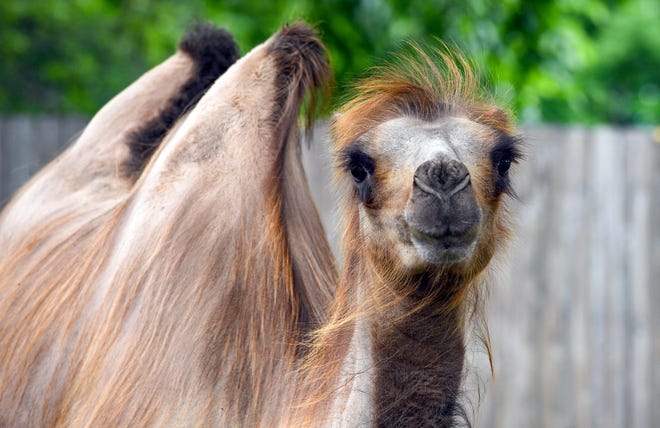 The Great Plains Zoo opens its new interactive Walkabout Australia exhibit series Friday, June 21, in Sioux Falls, including Bactrian camels. 