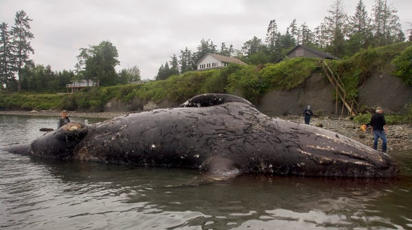 Officials examine a decomposing whale that washed 