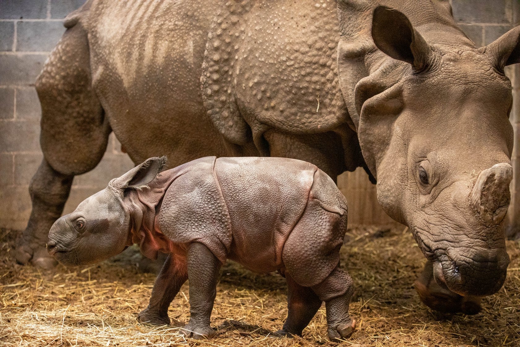 Rhino At Buffalo Zoo Births Calf After 488-Day Pregnancy Rhino At Buffalo Zoo Births Calf After 488-Day Pregnancy