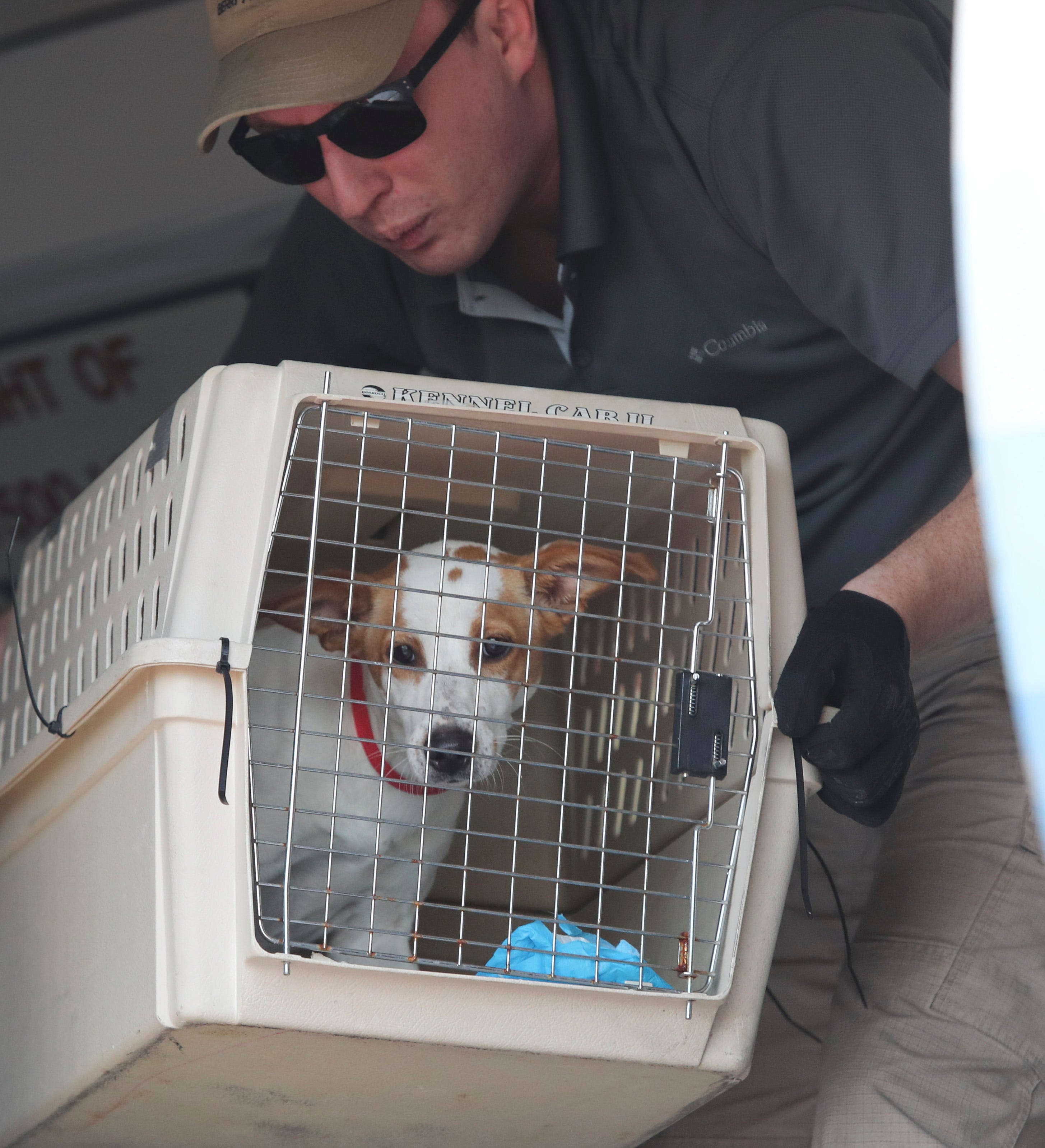 Delaware Pet Adoption More Than 1 000 Animals At Brandywine Valley Spca Event