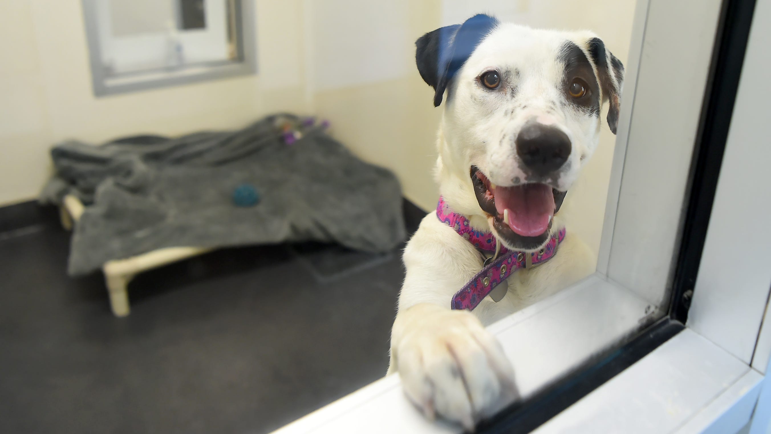 Harley, a young dog available for adoption at the SPCA of Tompkins County. June 21, 2019. 
