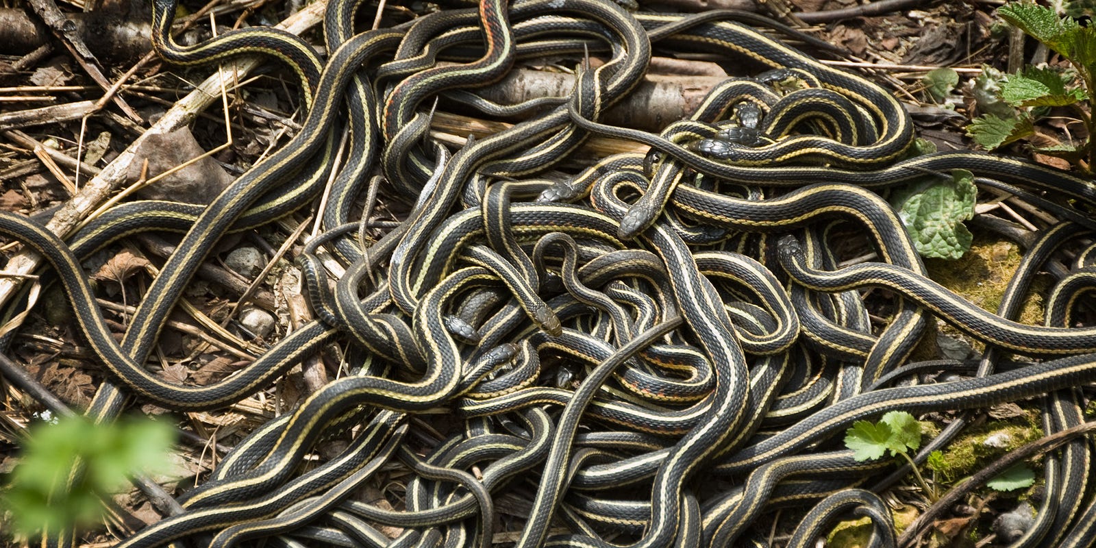 Snakes In Kentucky Serpent Sightings Increase As Heavy Rains Continue