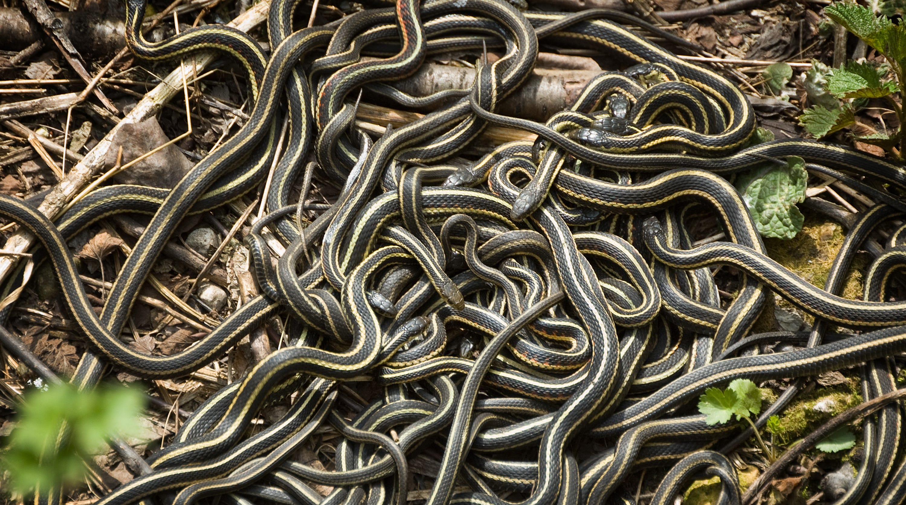 Snakes In Kentucky Serpent Sightings Increase As Heavy Rains Continue Snakes In Kentucky Serpent Sightings Increase As Heavy Rains Continue