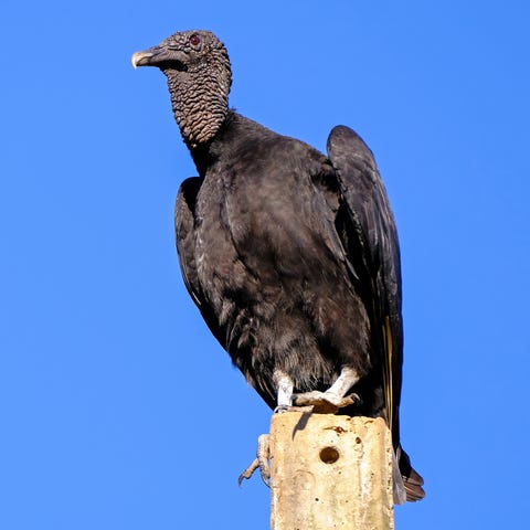 Beautiful Black Vulture, Coragyps Atratus, also...