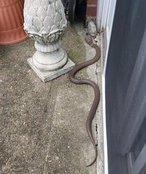 A 4 to 5-foot-long snake slithers on the patio of Kathy Kehoe's apartment in Fairless Hills, Pa.
