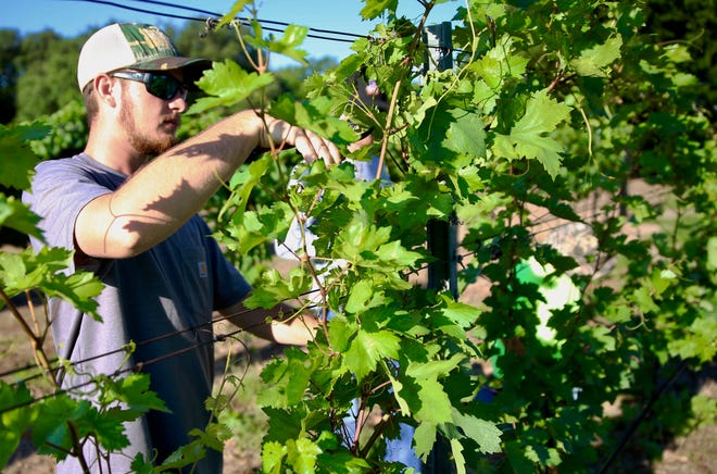 Matthew McCabe works on a grape vine at Christoval Vineyard and Winery on Thursday, June 20, 2019.