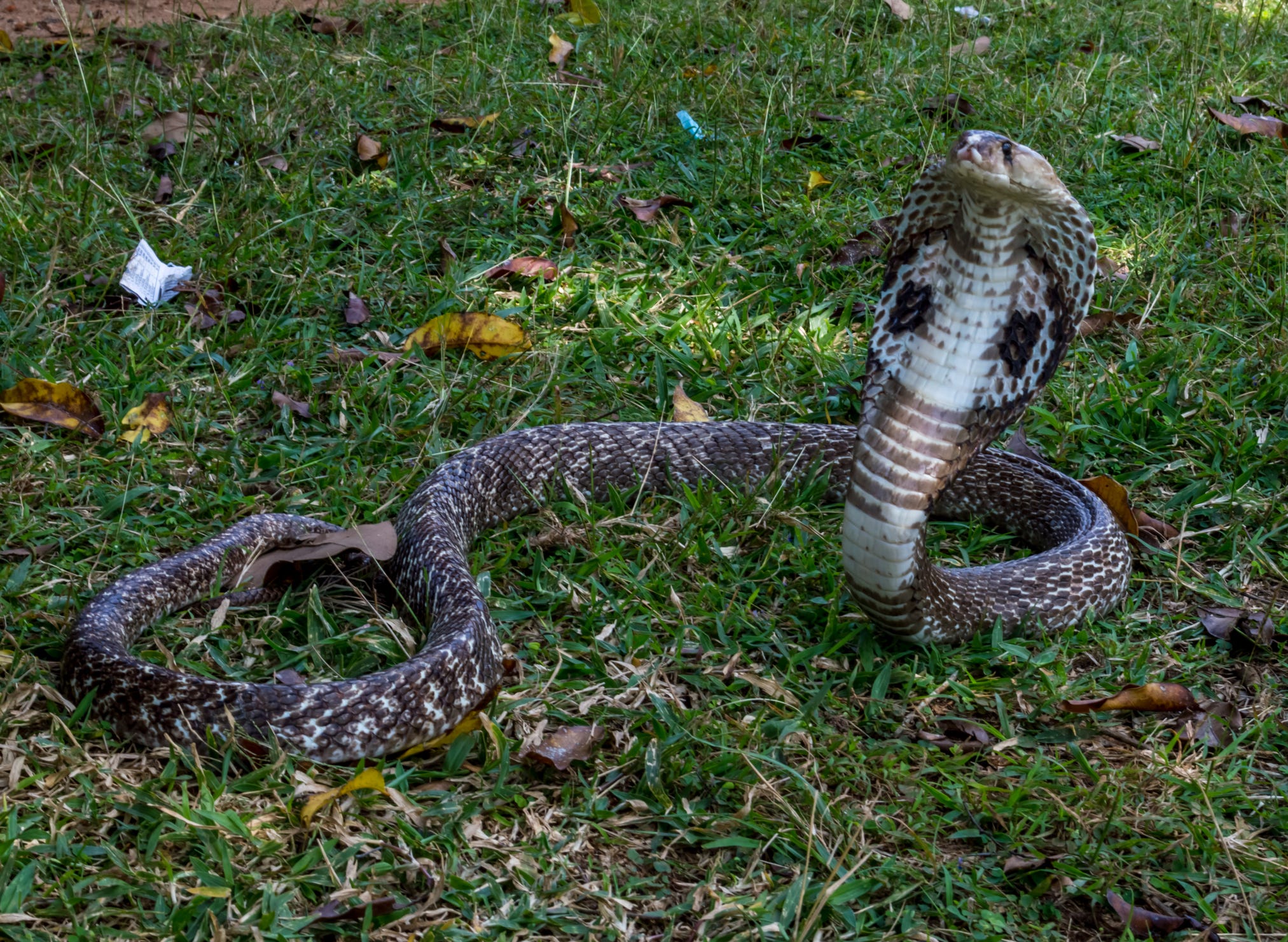 zebra cobra snake