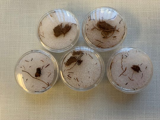 U.S. Customs and Border Protection officers seized ancient        Egyptian mummy linens during enforcement operations May 25 at the        Blue Water Bridge in Port Huron, Mich.