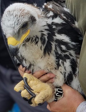 The golden eagle chicks discovered earlier this year now are about 12 weeks old.