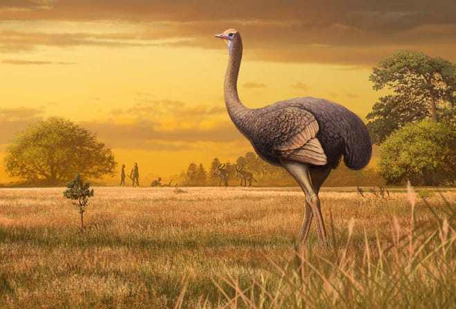 Giant Birds Once Roamed Around Europe