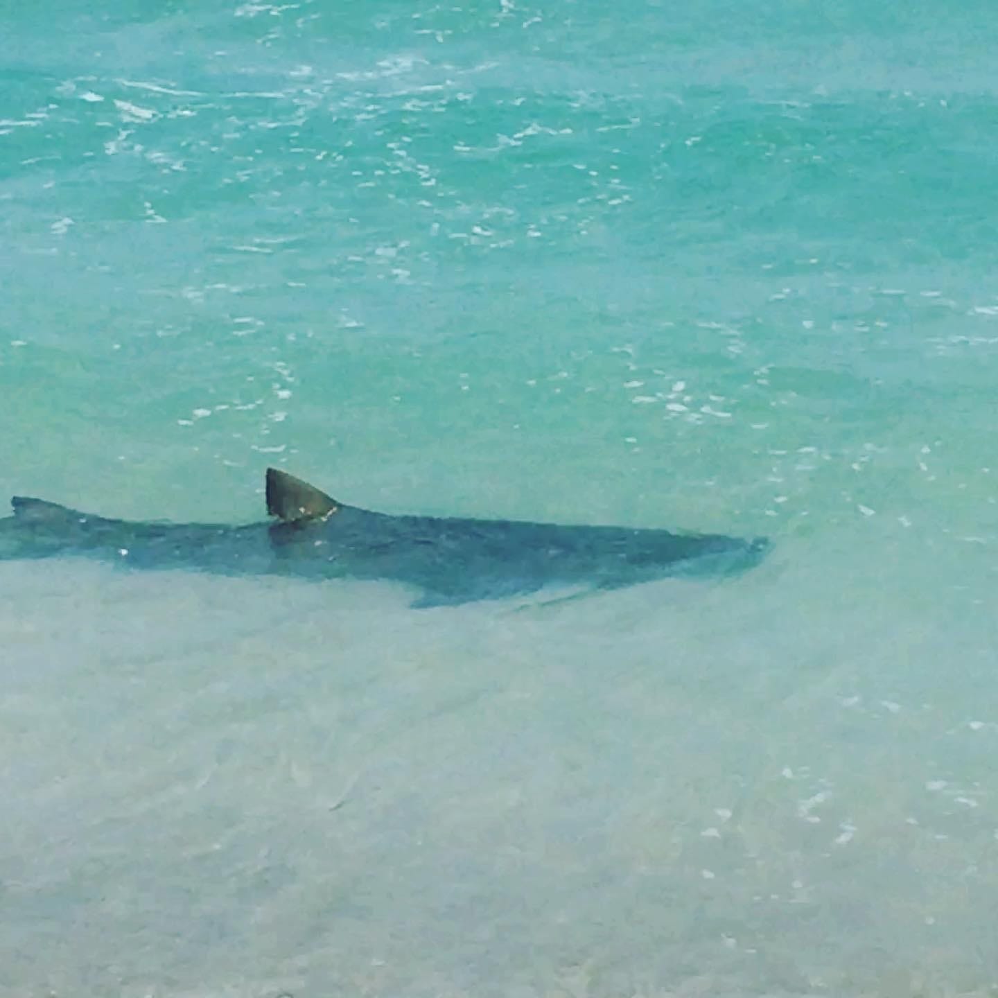 Pelican Beach Park Shark cruising shoreline may be harmless lemon shark