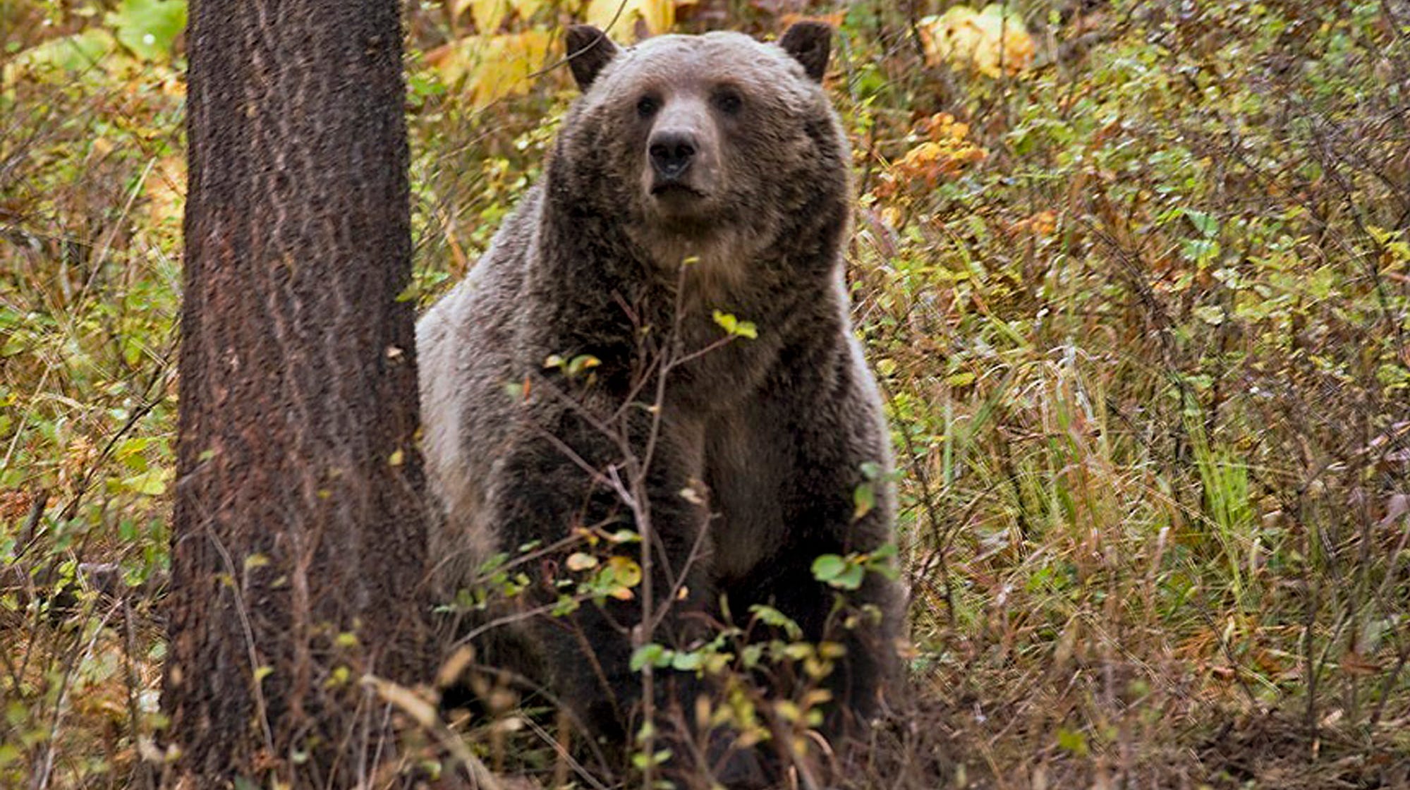 2 grizzly bears killed after conflicts near Yellowstone