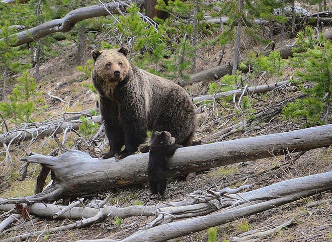This April 29, 2019, file photo provided by the United States Geological Survey shows a grizzly bear and a cub along the Gibbon River in Yellowstone National Park, Wyo. Wildlife advocates are seeking a court order that would force U.S. officials to consider if grizzly bears should be restored to more Western states following the animals' resurgence in the Northern Rockies.