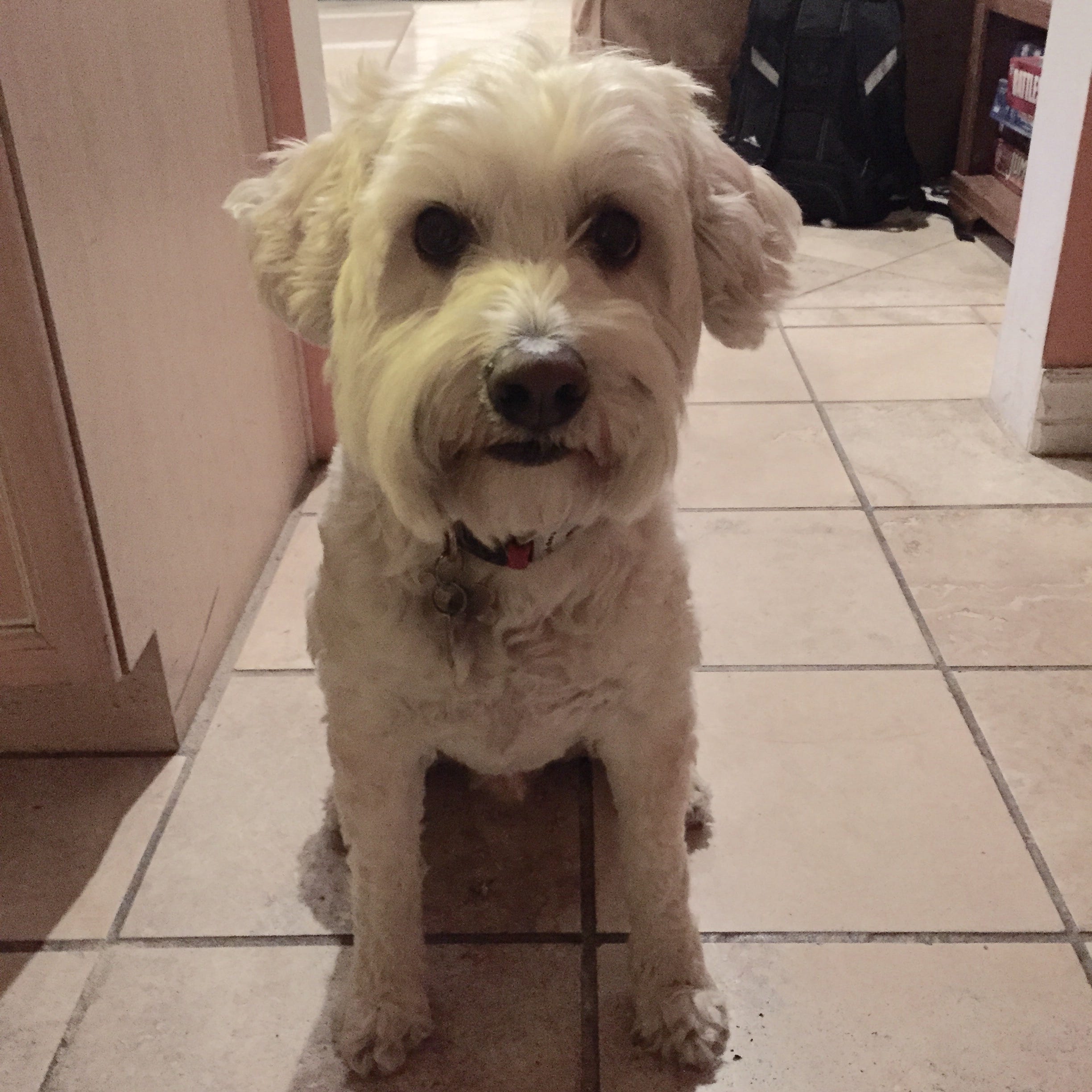 why is my dog burying his treat