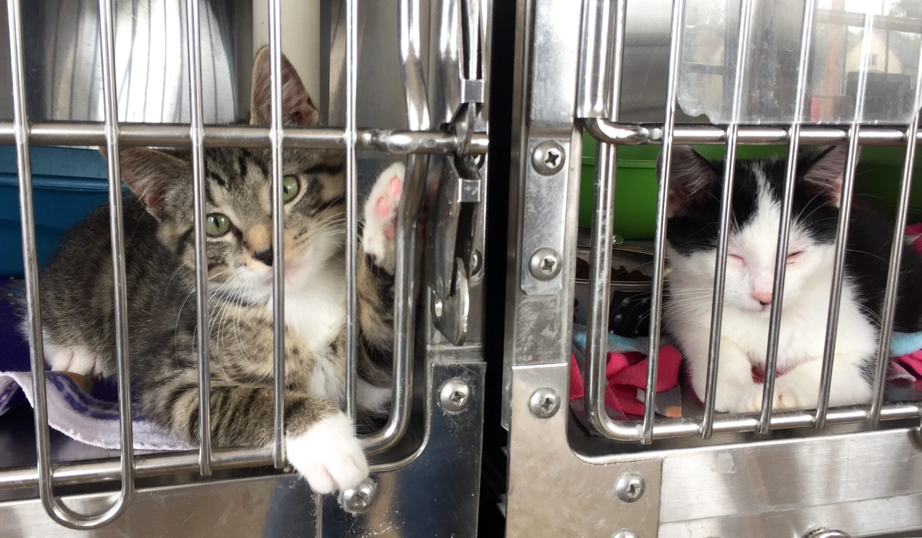 Tri County Humane Society Copes With Influx After Shelter Closure