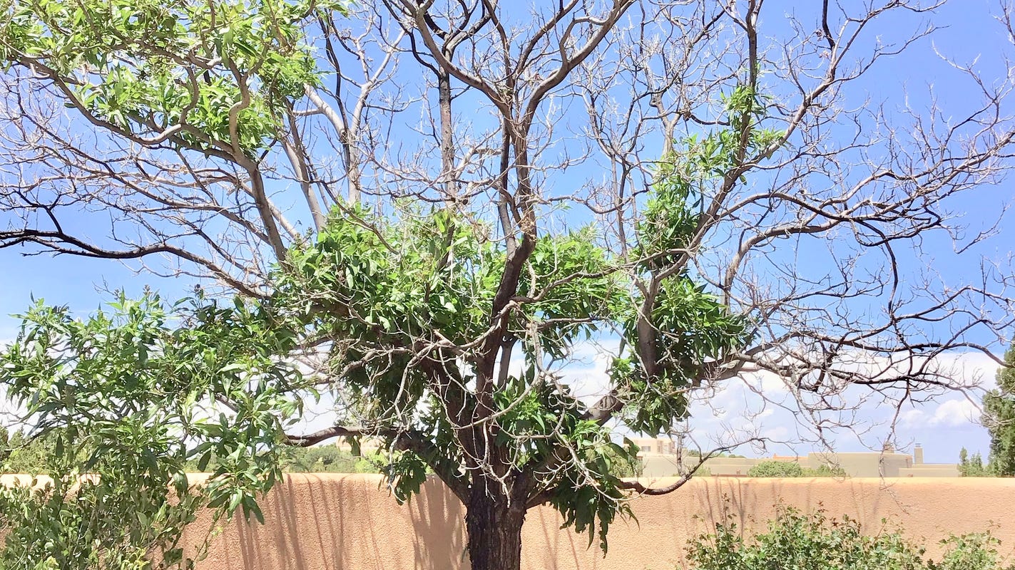 Ash Issues Abound In New Mexico