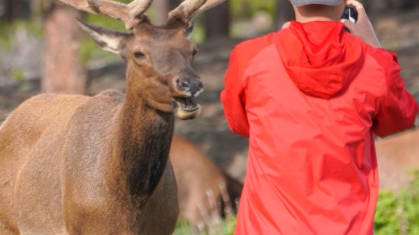 A visitor photographs an elk and its...