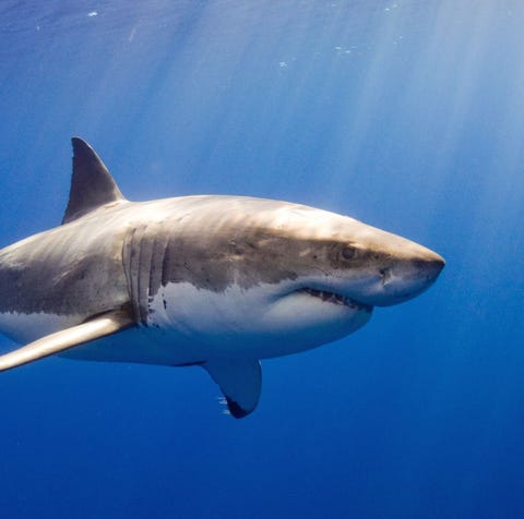 Travel - Shark sighting Guadalupe, Mexico - Great...
