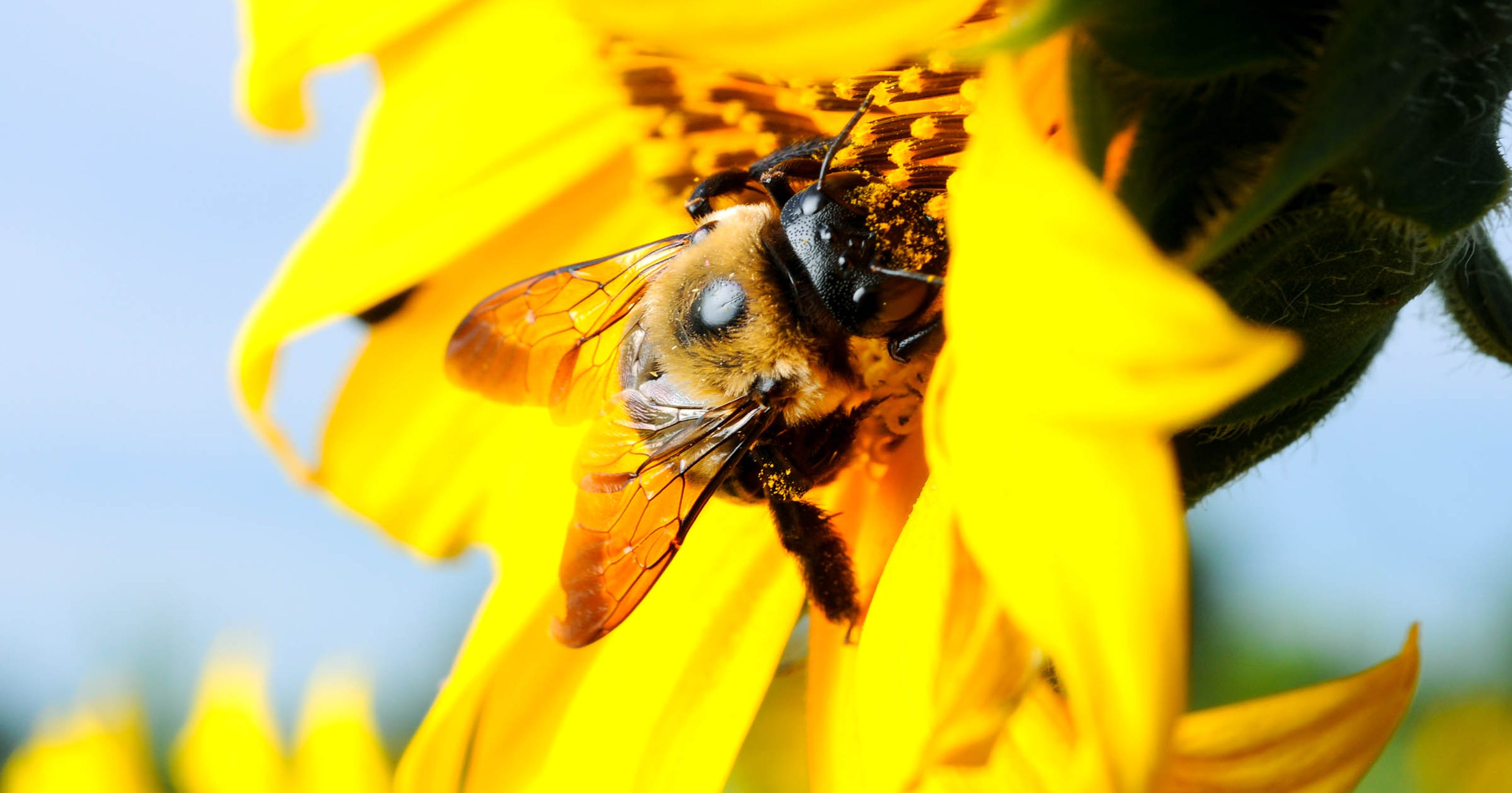 Bees Are Dying And South Dakota Beekeepers Struggle With Losses