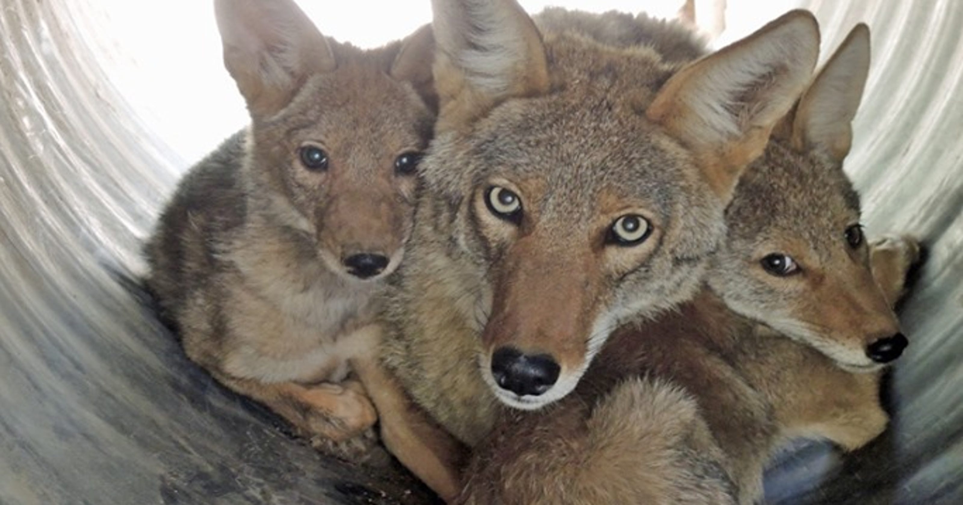 Bobcats, raccoons and more at Southwest Wildlife Conservation Center