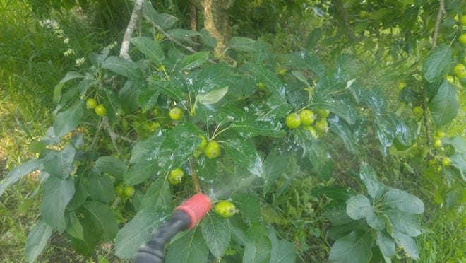 Getting Back On Track For Spraying Fruit Trees Getting Back On Track For Spraying Fruit Trees