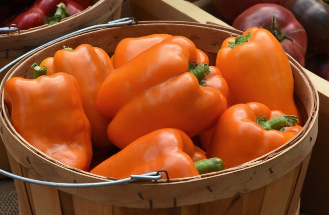 To be introduced in 2020, Orange Marmalade sweet pepper quickly turns from green to sweet and flavorful orange.