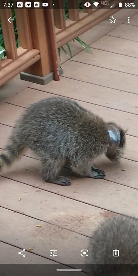 plastic raccoon