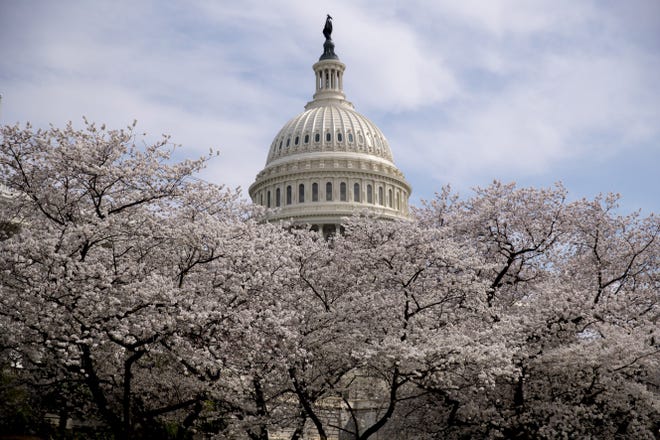 The Dome of the U.S. Capitol Building is visible as cherry blossom trees bloom on the West Lawn, Saturday, March 30, 2019,.