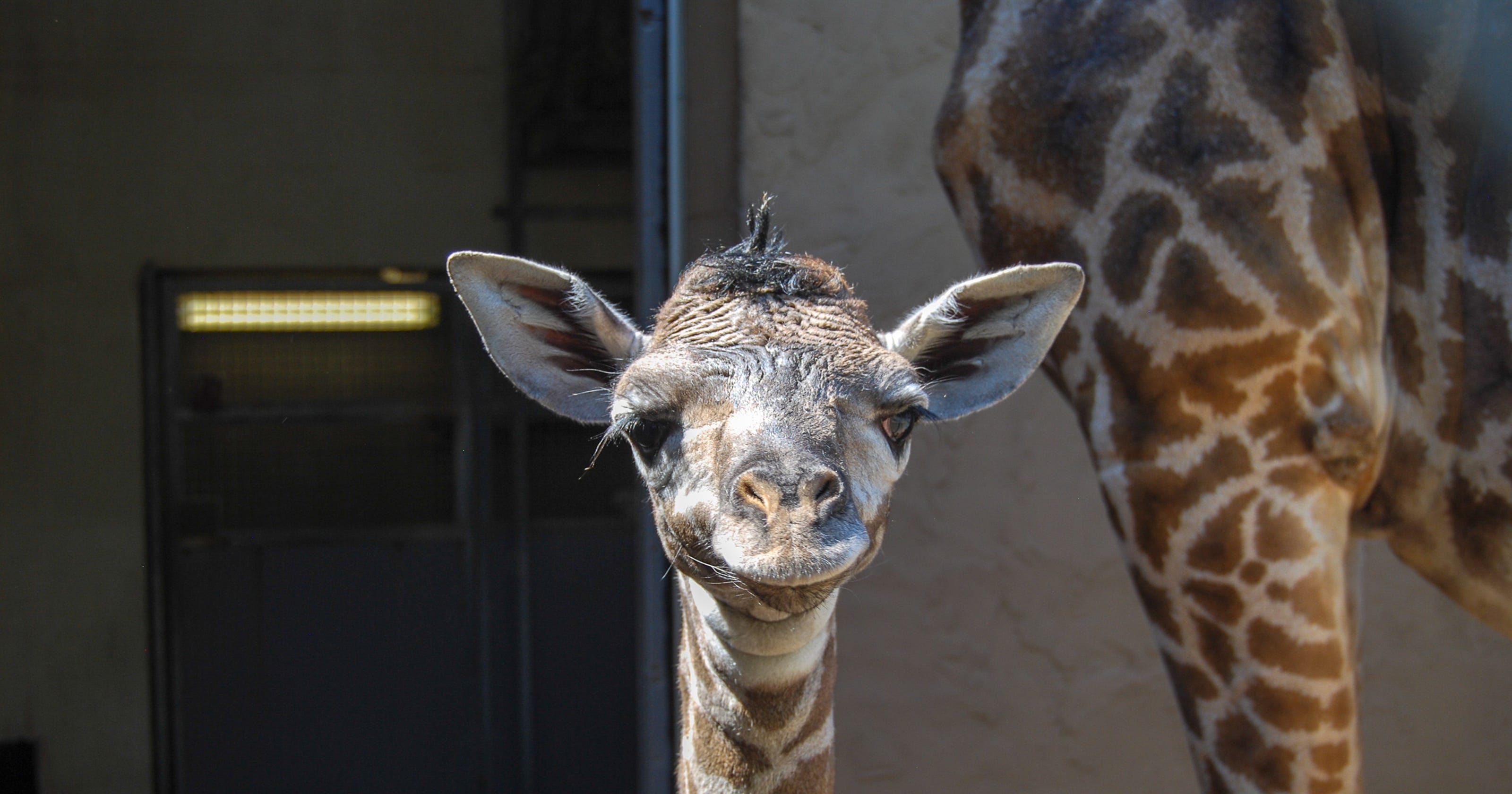 Meet the Greenville Zoo's newest giraffe