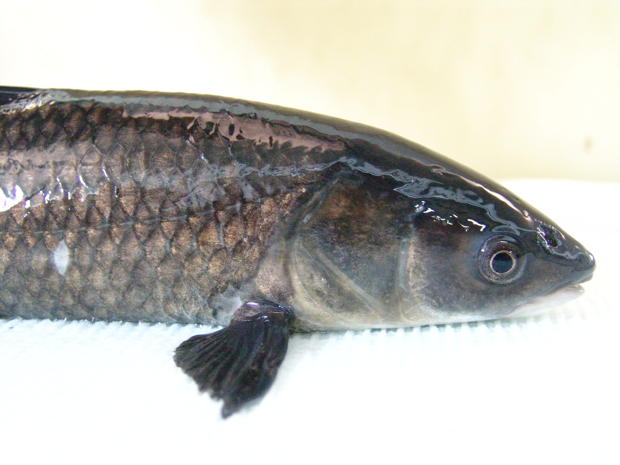 black carp