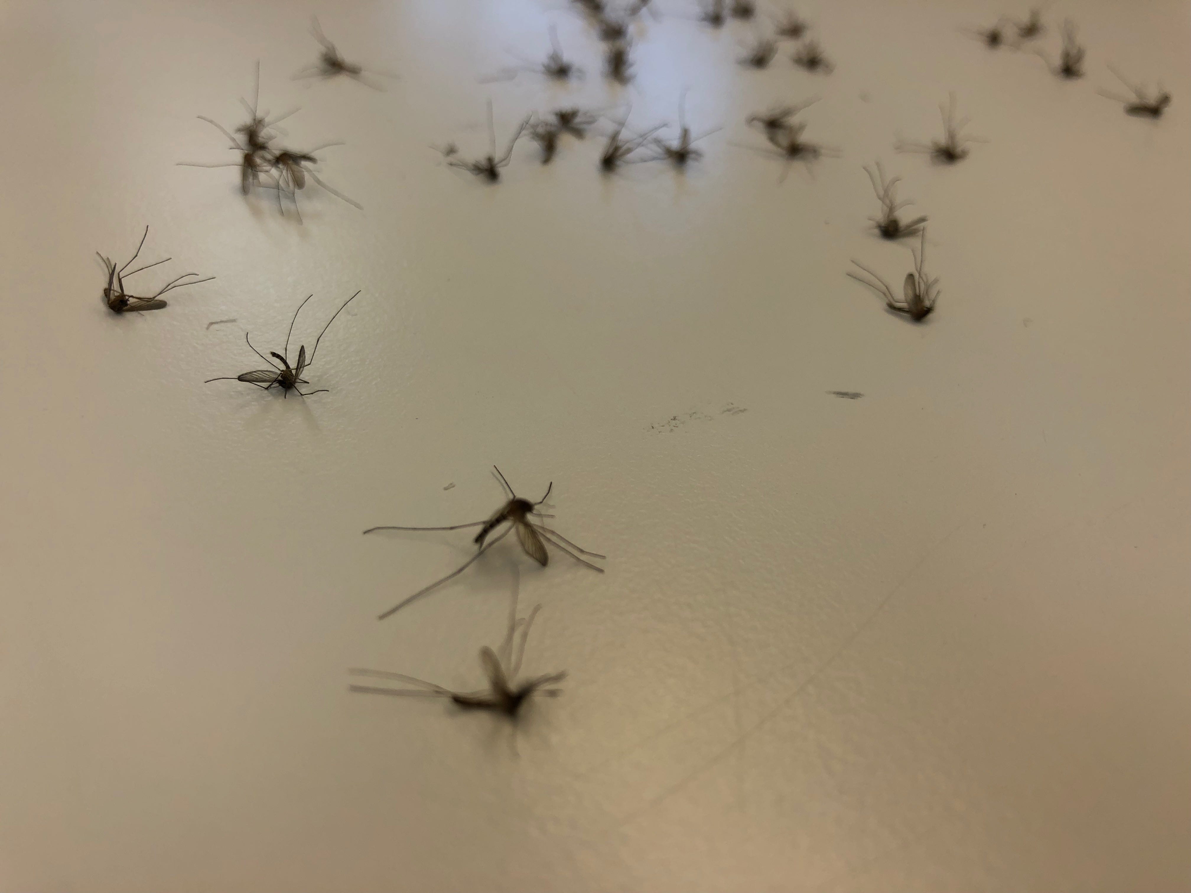 Marion County mosquitoes are back in droves after rainy spring