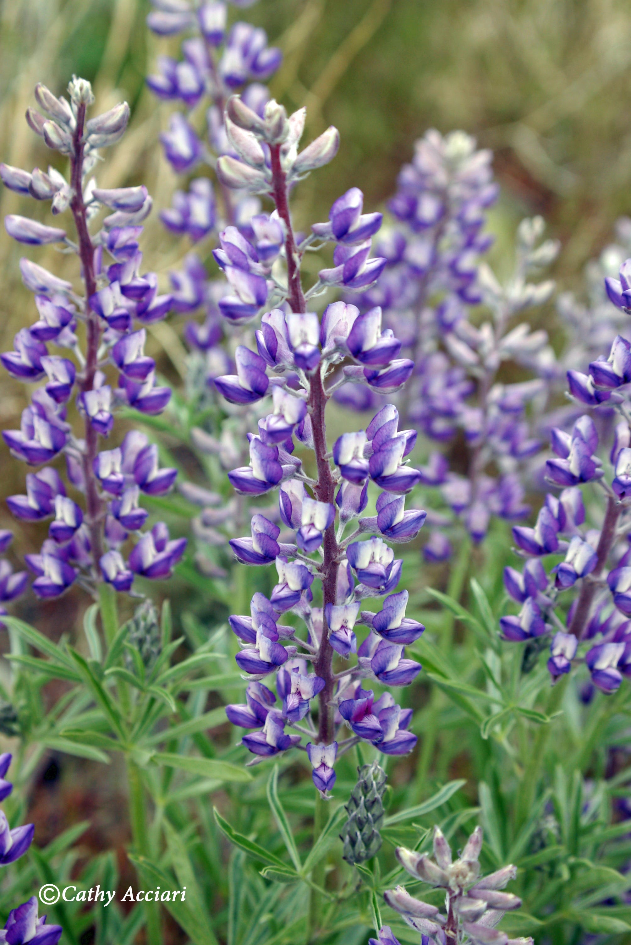 poisonous plants for dogs pdf