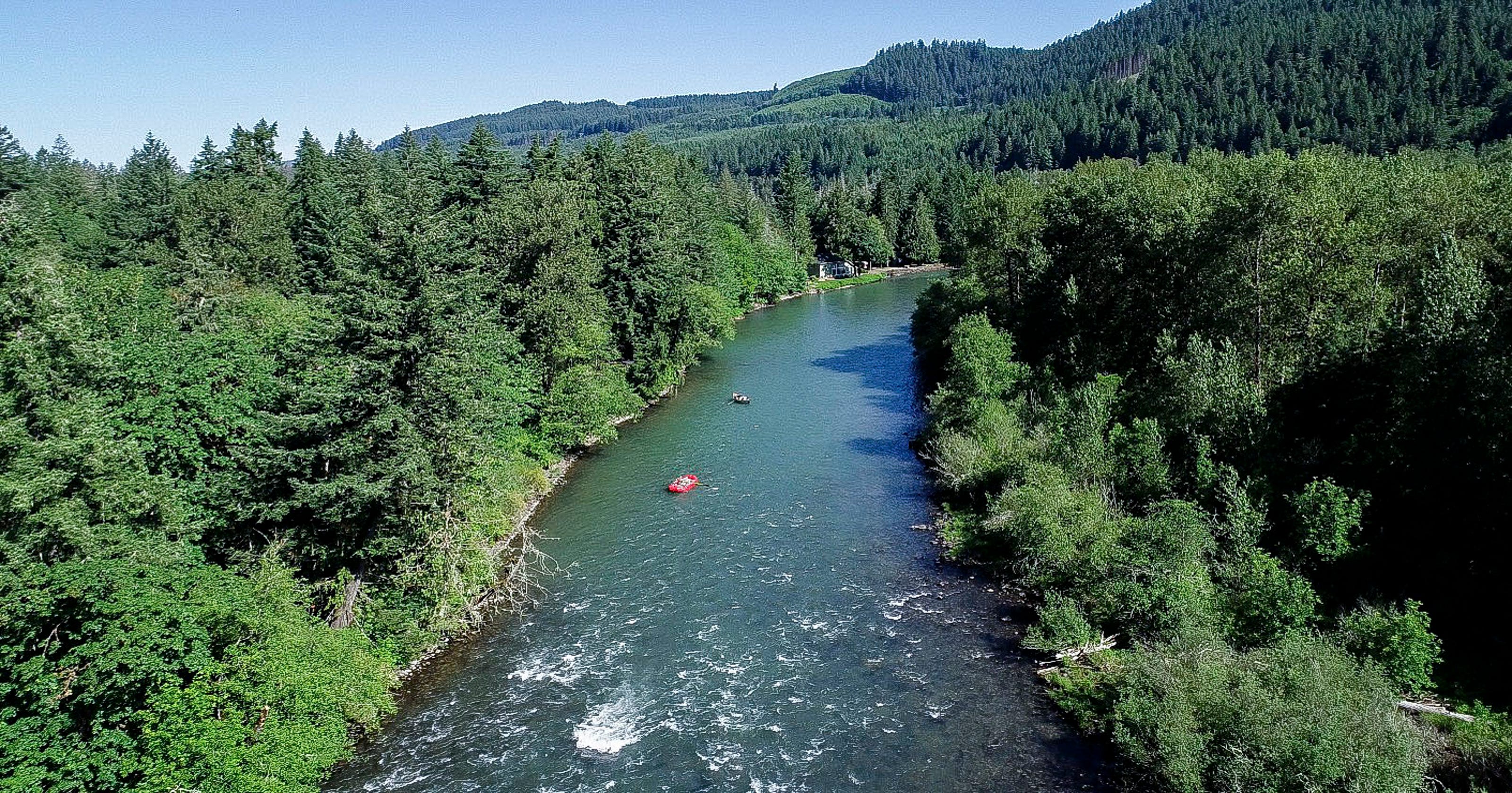 Steelhead fishing on the North Santiam River is nearly dead, but why?