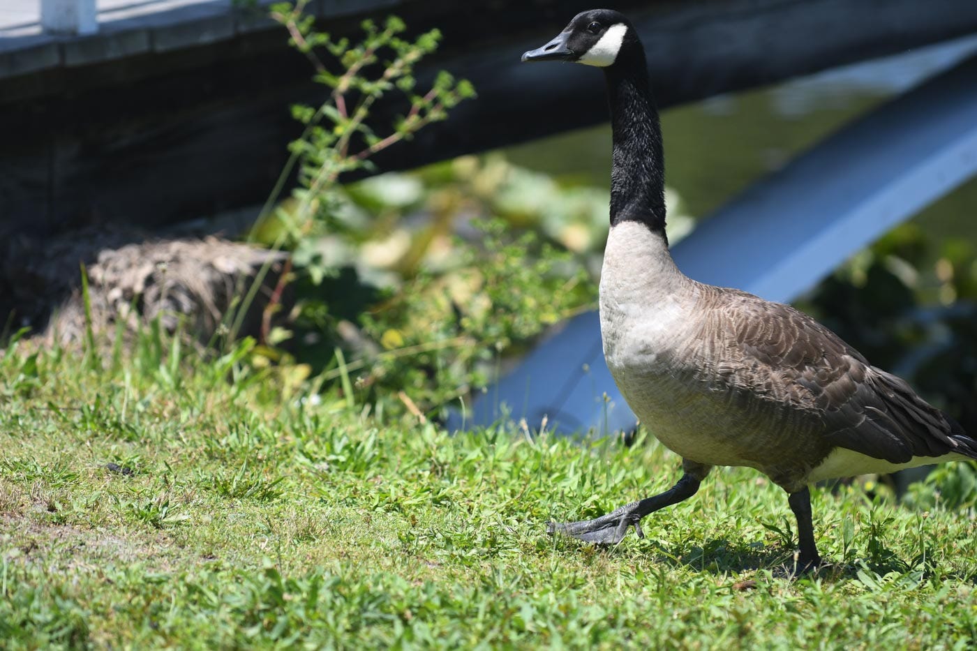 The Canada Goose  MeatEater Hunting