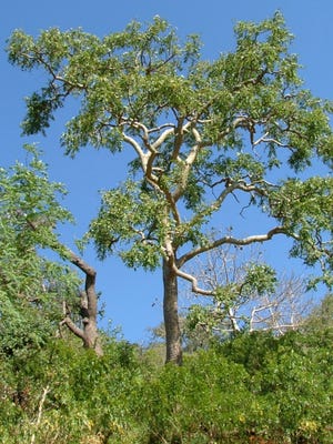 A large boswellia papyrifera tree, used to produce frankincense, in Oman.
