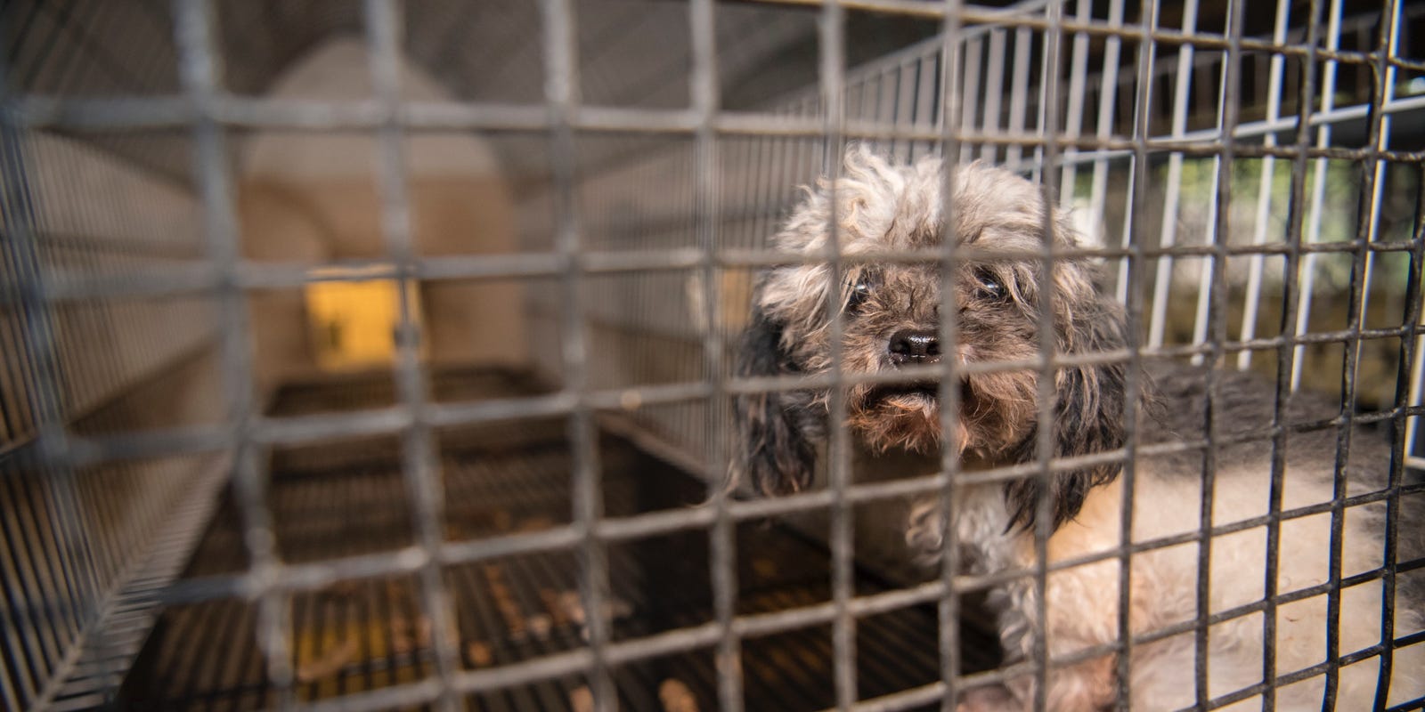 Royal Oak Bans Pet Stores From Selling Dogs Cats Here S Why