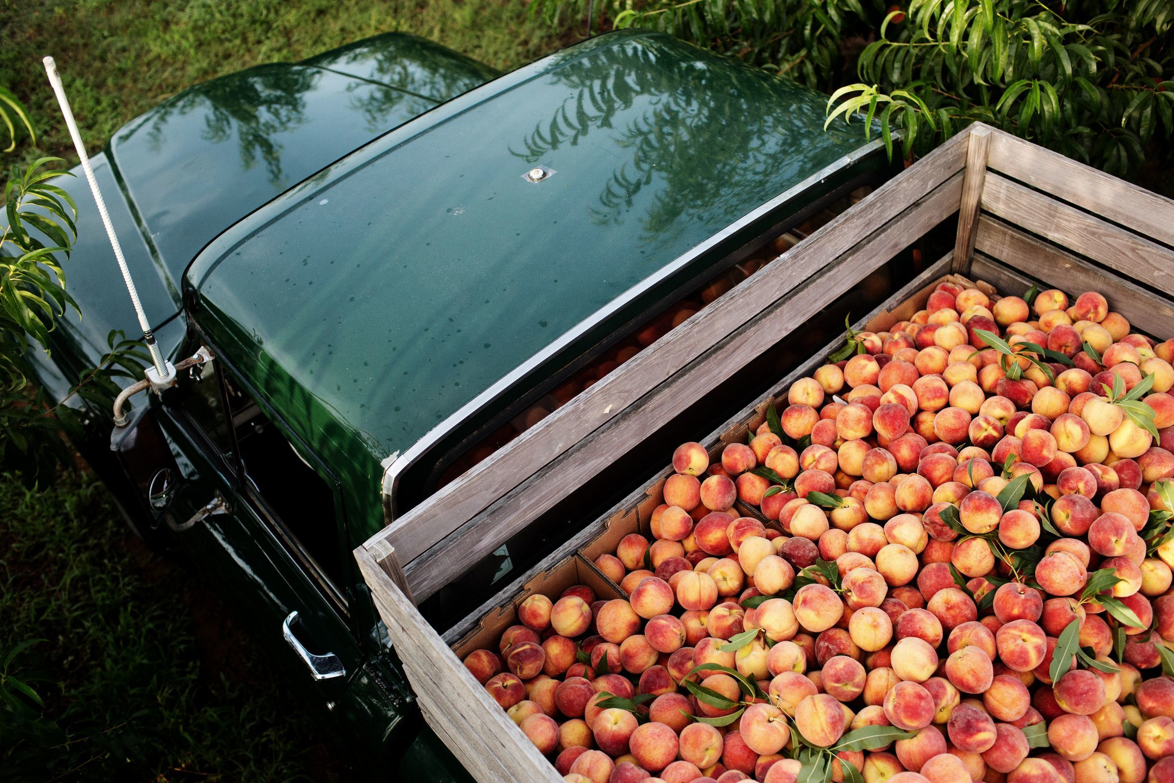 Peach Truck tour 2019 When, where you'll find it in metro Detroit