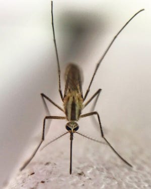 DNREC recommends taking care of any standing water on your property to lessen the mosquito activity.