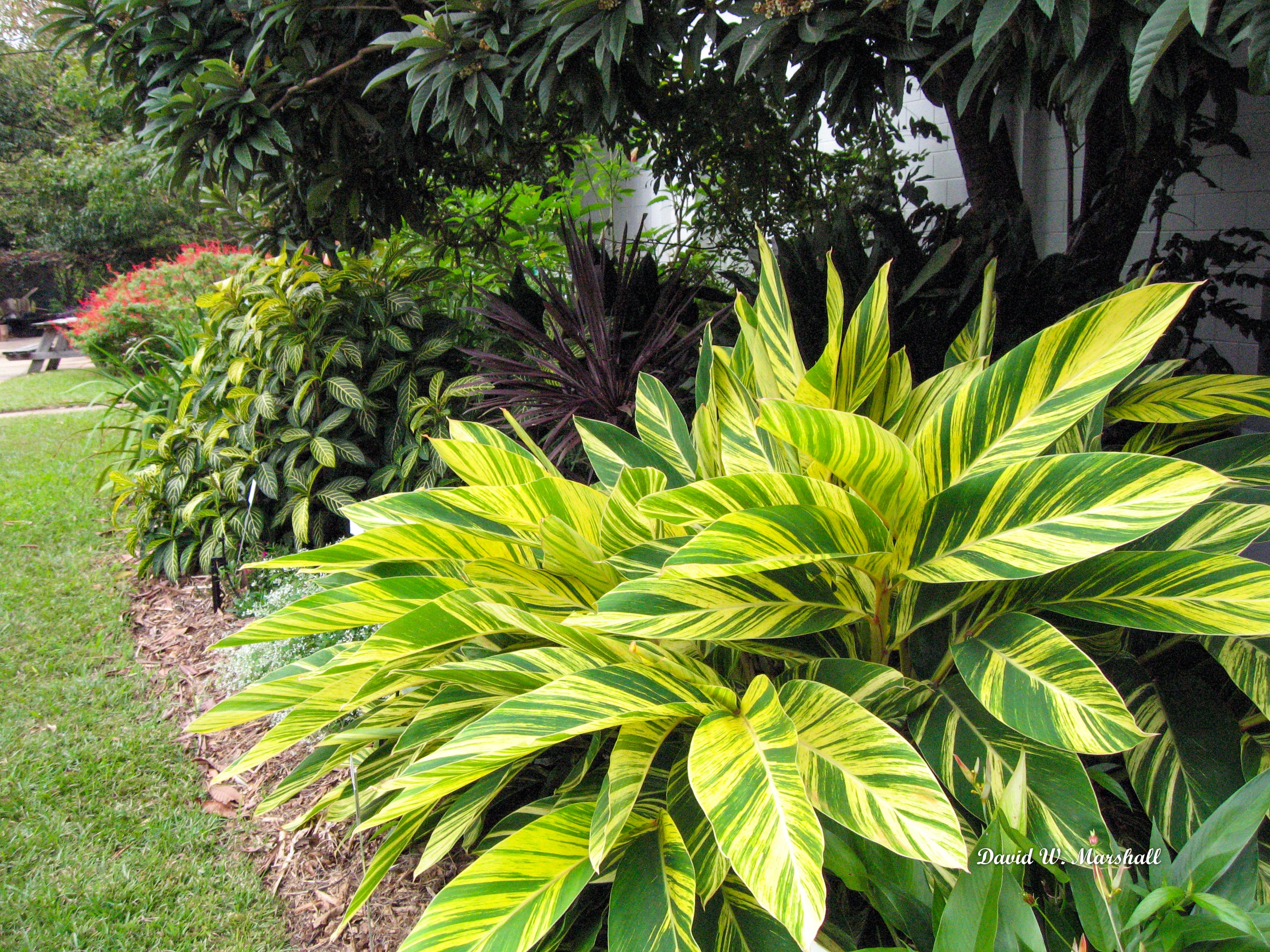 Summer Color Add Blooming Groundcover And Variegated Ginger