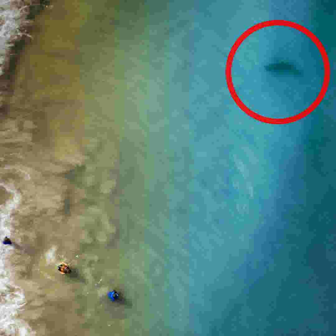 Father S Drone Captures Photos Of Shark Near Family At Florida Beach
